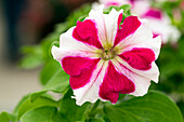 Petunia grandiflora Success!® 360° 'Rose Star'