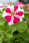 Petunia grandiflora Success!® 360° 'Rose Star'