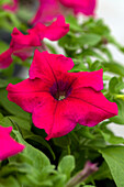 Petunia grandiflora Success!® 360° 'Deep Rose'