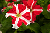 Petunia grandiflora Success!® 360° 'Red Star'