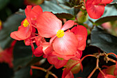 Begonia x benariensis 'BIG® Red Green Leaf'