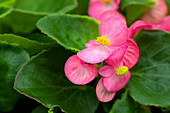 Begonia semperflorens Sprint Plus 'Blush'