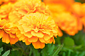 Tagetes patula 'Super Hero Deep Orange'