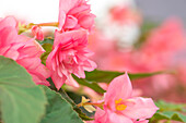 Begonia x hybrida 'Funky® Pink'