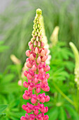 Lupinus polyphyllus 'Lupini Red Shades'