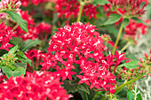 Pentas lanceolata Graffiti® 'Red Velvet'