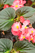 Begonia x benariensis BIG DeluXXe 'Red Bronze Leaf'