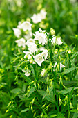Campanula cochleariifolia Alpine Breeze White