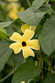 Thunbergia alata Sunny Susy 'Lemon Sunrise'(s)