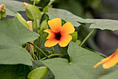 Thunbergia alata Sunny Susy 'Glow'(s)