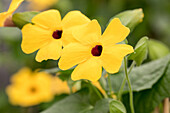 Thunbergia alata 'Charles Star'