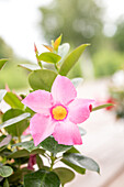 Mandevilla