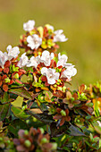 Abelia grandiflora