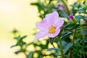 Portulaca grandiflora