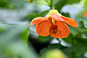 Abutilon, orange