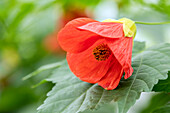 Abutilon, orange