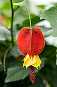 Abutilon megapotamicum Big Bell