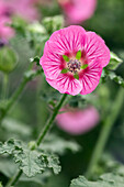 Anisodontea 'Elegans Princess'(s)