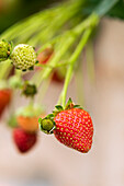 Fragaria 