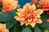 Dahlia REBEL 'Atom Ant'