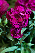 Dianthus Sunflor® 'Paseo'