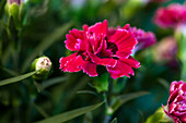Dianthus Sunflor® 'Dark Pink Esta'