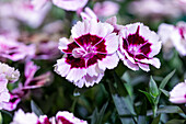 Dianthus Sunflor® 'Kaylee'®