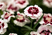 Dianthus Sunflor® 'Kaylee'®