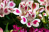 Alstroemeria 'Inticancha® White Pink Blush'