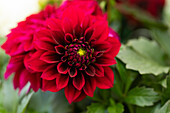 Dahlia REBEL 'Elasti Girl'