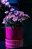 Dianthus