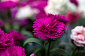 Dianthus Cirque® 'Alegria'