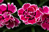 Dianthus Sunflor® Esta