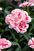 Dianthus Sunflor® 'Megan'