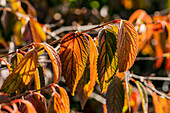 Viburnum plicatum