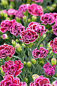 Dianthus Sunflor® Finesse