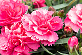 Dianthus Sunflor® 'Sjarapova