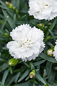 Dianthus Sunflor® 'Edberg'