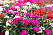 Dianthus Sunflor® 'Fygi'