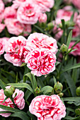 Dianthus Sunflor® 'Megan'