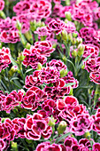 Dianthus Sunflor® 'Finesse'