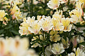 Alstroemeria Summer Paradise 'Summer Snow'