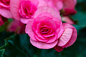Begonia elatior 'Dragone Dusty Rose