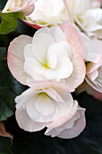 Begonia elatior 'Dragone White Blush'