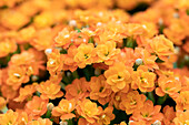 Kalanchoe blossfeldiana 'Calandiva'®, orange