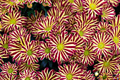 Chrysanthemum indicum 'Rainbow Circus'
