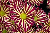 Chrysanthemum indicum 'Rainbow Circus'