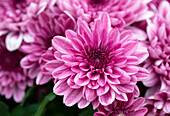 Chrysanthemum indicum 'Chrystal Romance'