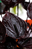 Anthurium x andreanum 'Black Winner'