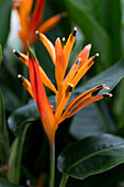 Heliconia psittacorum 'Parrot Collection'